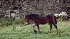bay colt foal