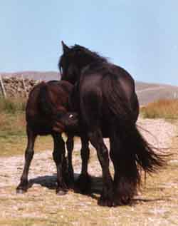 Black mare Heltondale Dainty, suckling her foal by the fell gate at Murthwaite